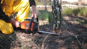 Best Stump Grinding and Removal  in Whitmire, SC