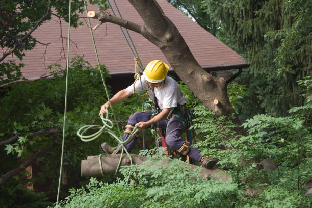 Best Tree Removal  in Whitmire, SC
